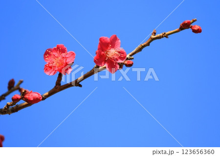 真っ赤な梅の花 紅千鳥(べにちどり) 真っ赤な梅の花 紅千鳥(べにちどり) 123656360