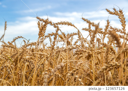 Gold wheat field and blue sky 123657126