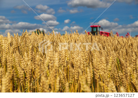 Gold wheat field and blue sky 123657127