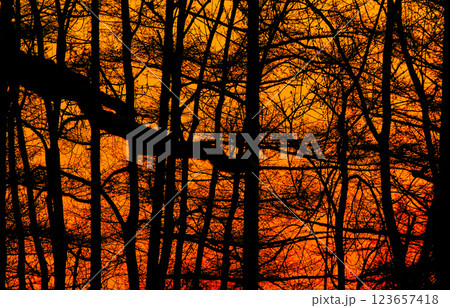 冬の繊細な枯れ木が絡み合う枝が印象的なデザイン風景 123657418