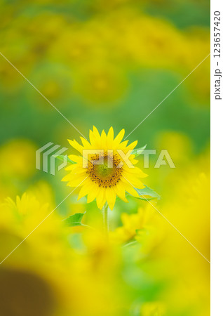 夏の花のある風景 夏の花のある風景 123657420