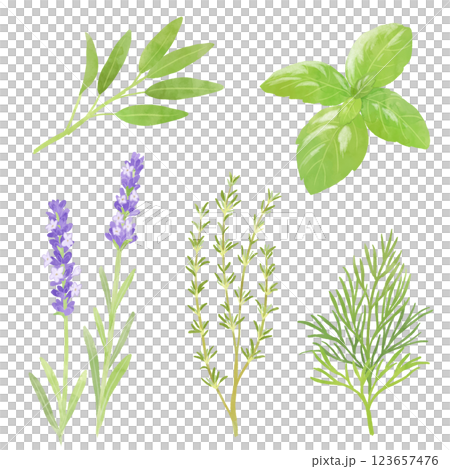 ハーブのイラスト ハーブのイラスト 123657476