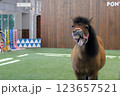 変顔をするポニー 123657521