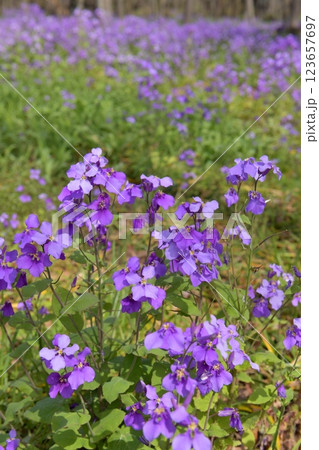 天気の良い春の日高市巾着田曼殊沙華公園で、ムラサキハナナをアップで撮る 123657697