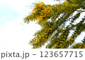 空とミモザ 123657715