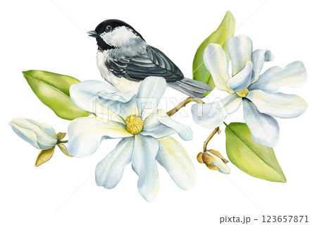 Spring tit bird white magnolia flowers illustration, hand painted nature design Watercolor floral cute songbird isolated Spring tit bird white magnolia flowers illustration, hand painted nature design Watercolor floral cute songbird isolated 123657871