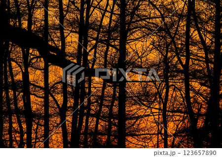 冬の繊細な枯れ木の枝が絡み合うデザイン風景 冬の繊細な枯れ木の枝が絡み合うデザイン風景 123657890