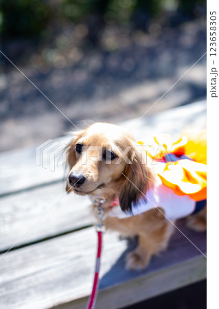 公園で遊ぶカニンヘンダックス　ダックスフンド 123658305