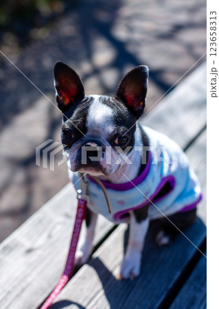 公園で遊ぶ愛犬 ボストンテリア 公園で遊ぶ愛犬 ボストンテリア 123658313