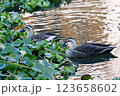 葛西用水に来た冬のカルガモ 123658602