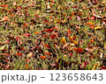 秋の紅葉の落ち葉 123658643