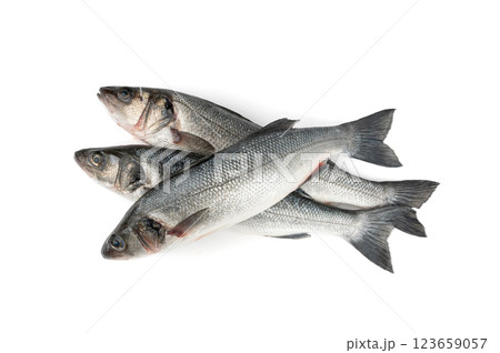 European seabass or Dicentrarchus labrax, whole raw labrax, branzino fish, European bass 123659057