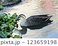 可愛い冬のカルガモ 123659198