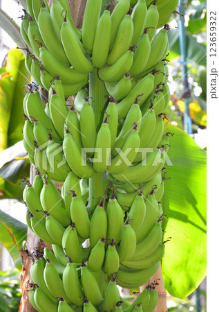 木に実ったバナナ 木に実ったバナナ 123659322