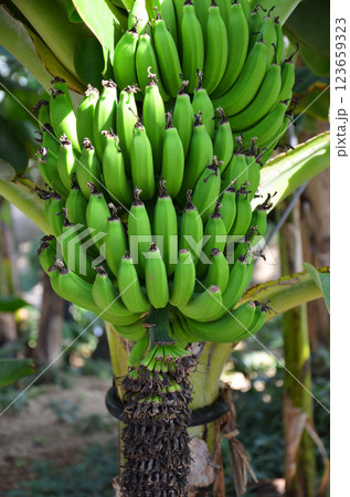 木に実ったバナナ 123659323
