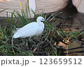 エサを探すシラサギ 123659512