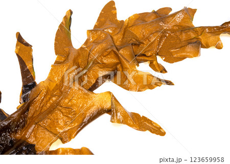 Laminaria (Kelp) Seaweed Isolated on White Background.Fresh seaweed wakame Laminaria (Kelp) Seaweed Isolated on White Background.Fresh seaweed wakame 123659958