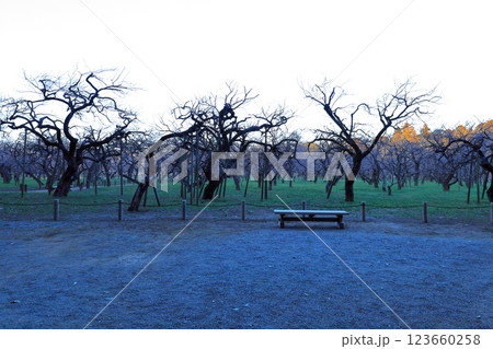 夕暮れの偕楽園/茨城県水戸市 夕暮れの偕楽園/茨城県水戸市 123660258