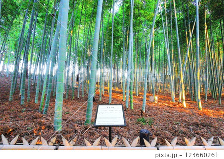 偕楽園 孟宗竹林/茨城県水戸市 偕楽園 孟宗竹林/茨城県水戸市 123660261