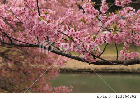 南の桜が満開 南の桜が満開 123660262