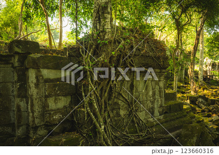 カンボジア ベンメリア遺跡 カンボジア ベンメリア遺跡 123660316
