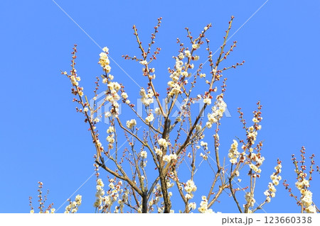 偕楽園の梅の花／茨城県水戸市 123660338