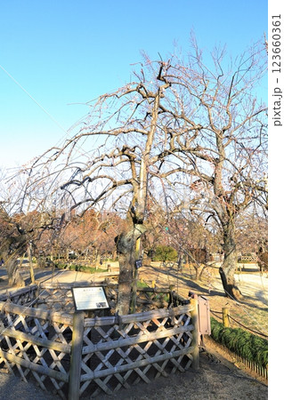 偕楽園 柳川枝垂(やながわしだれ)/茨城県水戸市 偕楽園 柳川枝垂(やながわしだれ)/茨城県水戸市 123660361