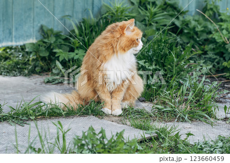 Portrait of a red cat against a green lawn. Red cat on a walk in good warm weather 123660459