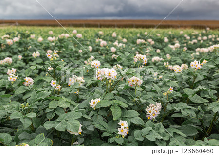 Potato flowers in a blooming potato field in summer 123660460