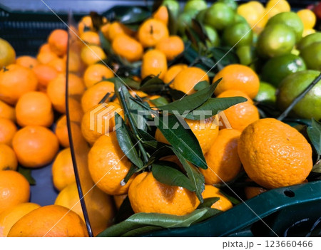 Ripe tangerines on the counter in the store. Juicy tangerines with green leaves Ripe tangerines on the counter in the store. Juicy tangerines with green leaves 123660466