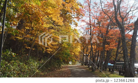 支笏湖湖畔の紅葉 123661268