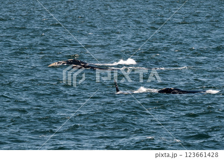Two whales swimming in ocean Two whales swimming in ocean 123661428