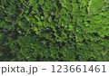 森の俯瞰（ドローン空撮） 123661461