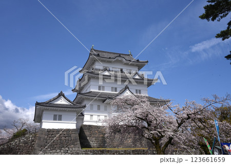 小田原城 桜 小田原城 桜 123661659