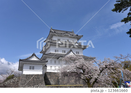 小田原城 桜 小田原城 桜 123661660