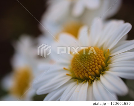 11月に咲いた白くて可憐なサツマノギク（薩摩野菊） 123661689