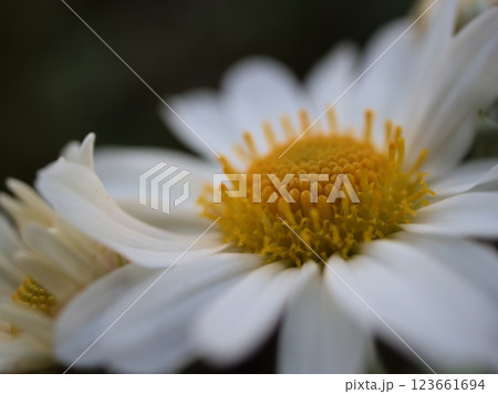 11月に咲いた白くて可憐なサツマノギク(薩摩野菊) 11月に咲いた白くて可憐なサツマノギク(薩摩野菊) 123661694