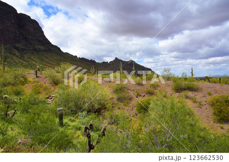 Sonora Desert Arizona Picacho Peak State Park 123662530