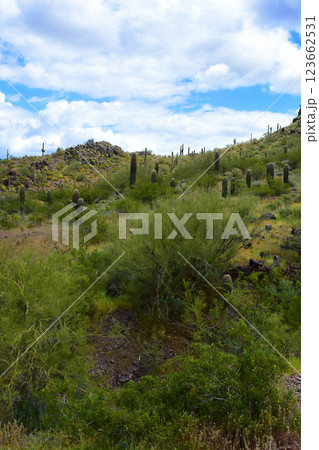 Sonora Desert Arizona Picacho Peak State Park 123662531