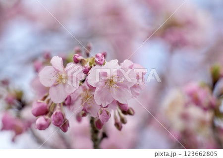 春の訪れを告げる桜 青空に映える 春の訪れを告げる桜 青空に映える 123662805