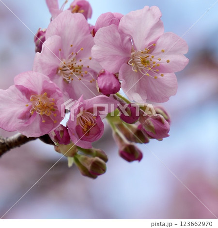 春の訪れを告げる桜 青空に映える アップ 春の訪れを告げる桜 青空に映える アップ 123662970