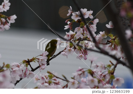 玉縄桜　大船　砂押川　大東橋 123663199