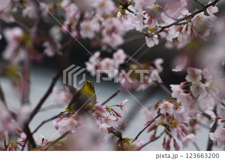 玉縄桜 大船 砂押川 大東橋 玉縄桜 大船 砂押川 大東橋 123663200