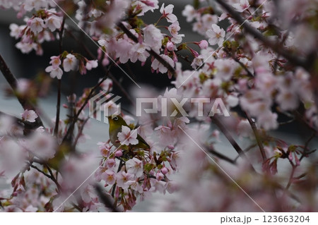 玉縄桜 大船 砂押川 大東橋 玉縄桜 大船 砂押川 大東橋 123663204