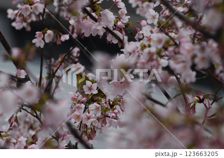 玉縄桜 大船 砂押川 大東橋 玉縄桜 大船 砂押川 大東橋 123663205