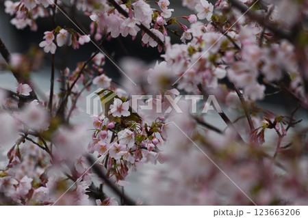玉縄桜 大船 砂押川 大東橋 玉縄桜 大船 砂押川 大東橋 123663206