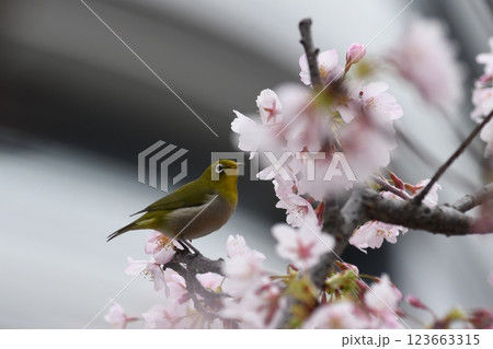 玉縄桜　大船　砂押川　大東橋 123663315
