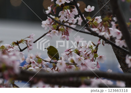 玉縄桜　大船　砂押川　大東橋 123663318