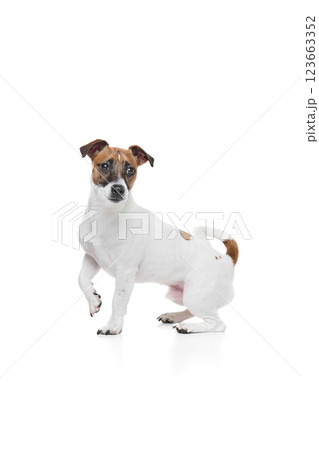 Portrait of beautiful purebred dog, Jack Russel Terrier calmly sitting with paw raised and looking with interest against white studio background 123663352