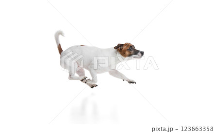 Dynamic image of active, purebred dog, Jack Russell Terrier running, galloping against white studio background. Dynamic image of active, purebred dog, Jack Russell Terrier running, galloping against white studio background. 123663358
